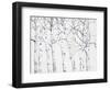 Birch Grove 1-Hope Smith-Framed Art Print