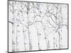 Birch Grove 1-Hope Smith-Mounted Art Print