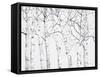 Birch Grove 1-Hope Smith-Framed Stretched Canvas