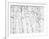 Birch Grove 1-Hope Smith-Framed Art Print