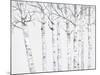 Birch Grove 2-Hope Smith-Mounted Art Print