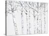 Birch Grove 2-Hope Smith-Stretched Canvas