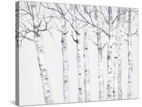 Birch Grove 2-Hope Smith-Stretched Canvas