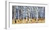 Birch grove in autumn-Oleg Znamenskiy-Framed Art Print