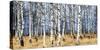 Birch grove in autumn-Oleg Znamenskiy-Stretched Canvas