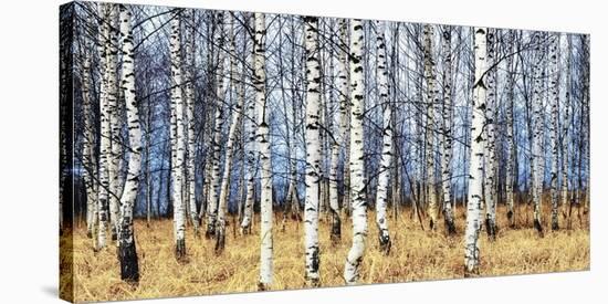 Birch grove in autumn-Oleg Znamenskiy-Stretched Canvas