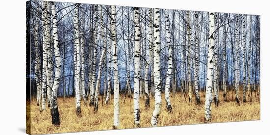 Birch grove in autumn-Oleg Znamenskiy-Stretched Canvas