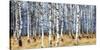 Birch grove in autumn-Oleg Znamenskiy-Stretched Canvas