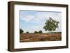 Birch in Landscape with Purple Heath Fields-Ivonnewierink-Framed Photographic Print