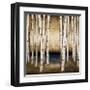 Birch Landing-Patrick St^ Germain-Framed Giclee Print