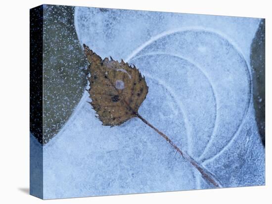 Birch Leaf Caught in Frozen Pond, Almer Lake, Bavaria, Germany-Martin Gabriel-Stretched Canvas