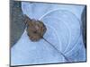 Birch Leaf Caught in Frozen Pond, Almer Lake, Bavaria, Germany-Martin Gabriel-Mounted Premium Photographic Print