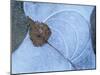 Birch Leaf Caught in Frozen Pond, Almer Lake, Bavaria, Germany-Martin Gabriel-Mounted Photographic Print