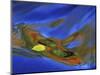 Birch Leaf in River Current with Autumn and Sky Reflections, Upper Peninsula, Michigan, USA-Mark Carlson-Mounted Photographic Print