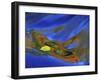 Birch Leaf in River Current with Autumn and Sky Reflections, Upper Peninsula, Michigan, USA-Mark Carlson-Framed Photographic Print