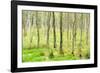 birch mire forest on the Müritz National Park, autumn, double exposure with picturesque effect, Mec-Andreas Vitting-Framed Photographic Print