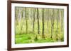 birch mire forest on the Müritz National Park, autumn, double exposure with picturesque effect, Mec-Andreas Vitting-Framed Photographic Print