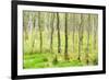 birch mire forest on the Müritz National Park, autumn, double exposure with picturesque effect, Mec-Andreas Vitting-Framed Photographic Print