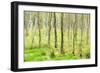 birch mire forest on the Müritz National Park, autumn, double exposure with picturesque effect, Mec-Andreas Vitting-Framed Photographic Print