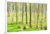 birch mire forest on the Müritz National Park, autumn, double exposure with picturesque effect, Mec-Andreas Vitting-Framed Photographic Print