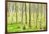 birch mire forest on the Müritz National Park, autumn, double exposure with picturesque effect, Mec-Andreas Vitting-Framed Photographic Print