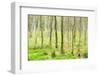 birch mire forest on the Müritz National Park, autumn, double exposure with picturesque effect, Mec-Andreas Vitting-Framed Premium Photographic Print