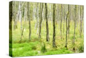 birch mire forest on the Müritz National Park, autumn, double exposure with picturesque effect, Mec-Andreas Vitting-Stretched Canvas