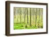 birch mire forest on the Müritz National Park, autumn, double exposure with picturesque effect, Mec-Andreas Vitting-Framed Photographic Print