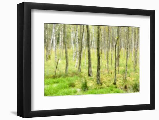 birch mire forest on the Müritz National Park, autumn, double exposure with picturesque effect, Mec-Andreas Vitting-Framed Photographic Print