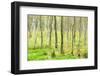 birch mire forest on the Müritz National Park, autumn, double exposure with picturesque effect, Mec-Andreas Vitting-Framed Photographic Print