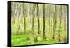 birch mire forest on the Müritz National Park, autumn, double exposure with picturesque effect, Mec-Andreas Vitting-Framed Stretched Canvas