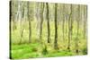 birch mire forest on the Müritz National Park, autumn, double exposure with picturesque effect, Mec-Andreas Vitting-Stretched Canvas