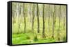 birch mire forest on the Müritz National Park, autumn, double exposure with picturesque effect, Mec-Andreas Vitting-Framed Stretched Canvas