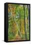 Birch over the Trail-Robert Goldwitz-Framed Stretched Canvas