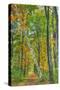 Birch over the Trail-Robert Goldwitz-Stretched Canvas