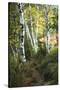 Birch Path III-Danny Head-Stretched Canvas