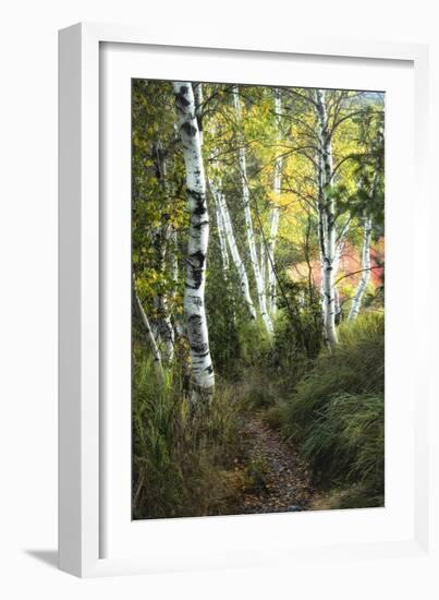 Birch Path III-Danny Head-Framed Art Print