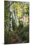 Birch Path III-Danny Head-Mounted Art Print