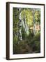 Birch Path III-Danny Head-Framed Art Print