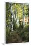 Birch Path III-Danny Head-Framed Art Print