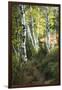 Birch Path III-Danny Head-Framed Art Print