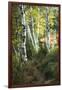 Birch Path III-Danny Head-Framed Art Print