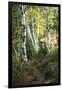 Birch Path III-Danny Head-Framed Art Print