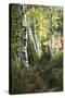 Birch Path III-Danny Head-Stretched Canvas