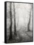 Birch Path-Craig Roberts-Framed Stretched Canvas