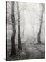 Birch Path-Craig Roberts-Stretched Canvas