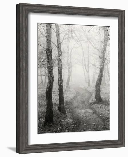 Birch Path-Craig Roberts-Framed Photographic Print