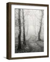 Birch Path-Craig Roberts-Framed Photographic Print