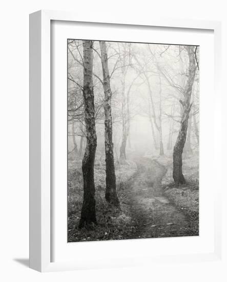 Birch Path-Craig Roberts-Framed Photographic Print