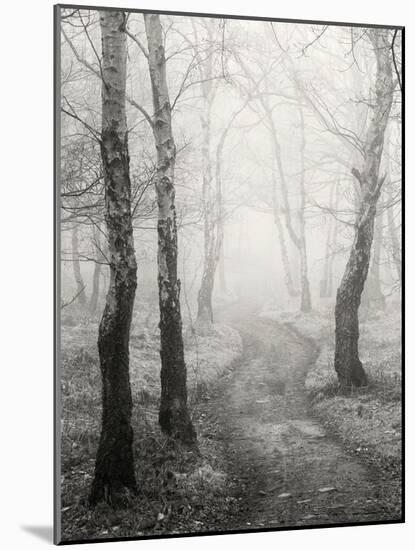 Birch Path-Craig Roberts-Mounted Photographic Print